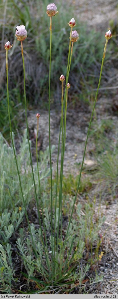 Armeria rumelica