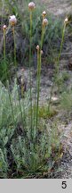 Armeria rumelica