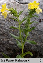 Huynhia pulchra (arnebia piękna)