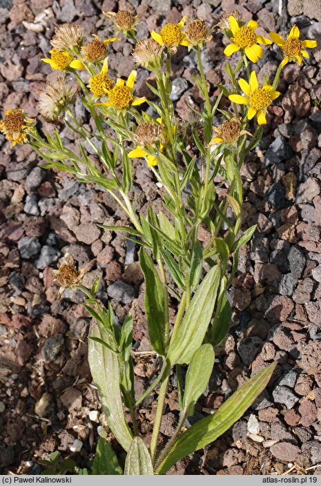 Arnica lanceolata ssp. prima