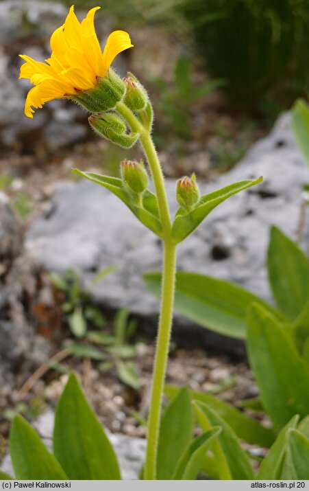 Arnica angustifolia