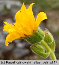 Arnica angustifolia