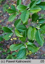 Aronia arbutifolia (aronia czerwona)