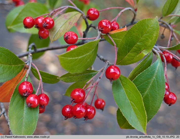 Aronia arbutifolia (aronia czerwona)