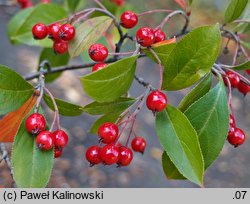 Aronia arbutifolia (aronia czerwona)