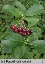 Aronia ×prunifolia (aronia śliwolistna)