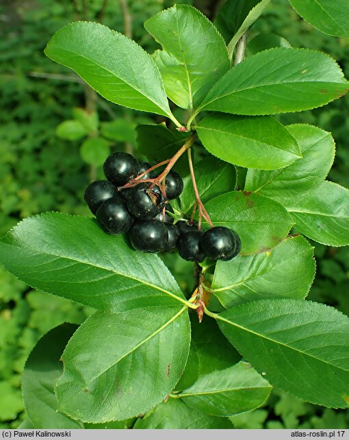 Aronia ×prunifolia (aronia śliwolistna)