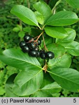 Aronia ×prunifolia (aronia śliwolistna)