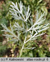 Artemisia absinthium (bylica piołun)