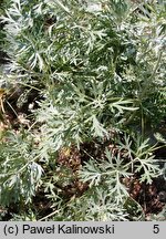 Artemisia absinthium (bylica piołun)