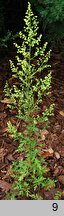 Artemisia annua (bylica roczna)