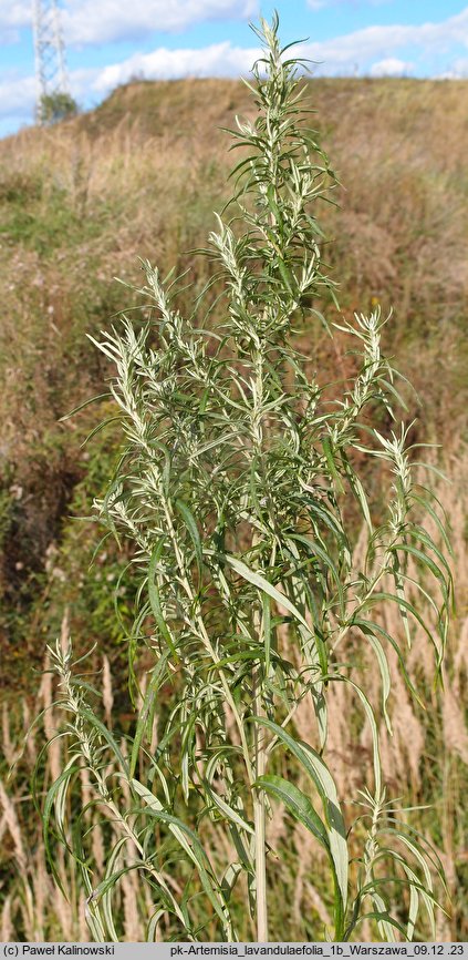 Artemisia umbrosa