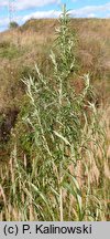 Artemisia umbrosa