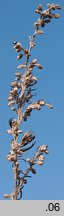 Artemisia umbrosa