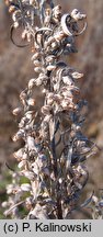 Artemisia umbrosa