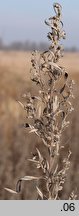 Artemisia umbrosa