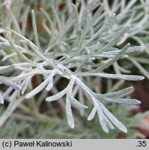 Artemisia maritima (bylica nadmorska)