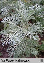 Artemisia maritima (bylica nadmorska)