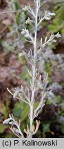 Artemisia maritima (bylica nadmorska)