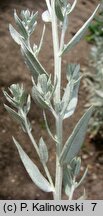Artemisia ludoviciana (bylica Ludovica)