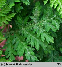 Artemisia tournefortiana (bylica Tourneforta)