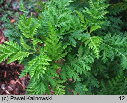 Artemisia tournefortiana (bylica Tourneforta)