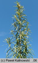 Artemisia umbrosa