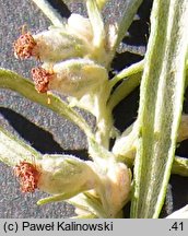 Artemisia umbrosa