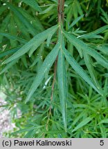 Artemisia verlotiorum (bylica werlocka)