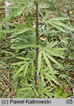 Artemisia verlotiorum (bylica werlocka)