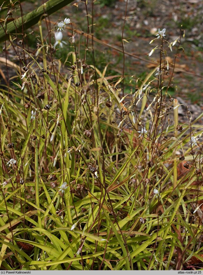 Arthropodium candidum