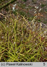 Arthropodium candidum