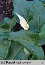 Arum creticum