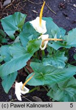 Arum creticum