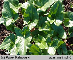 Arum creticum