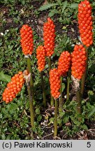 Arum italicum (obrazki włoskie)