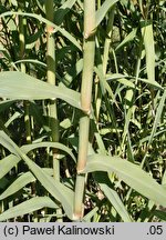 Arundo donax (lasecznica trzcinowata)