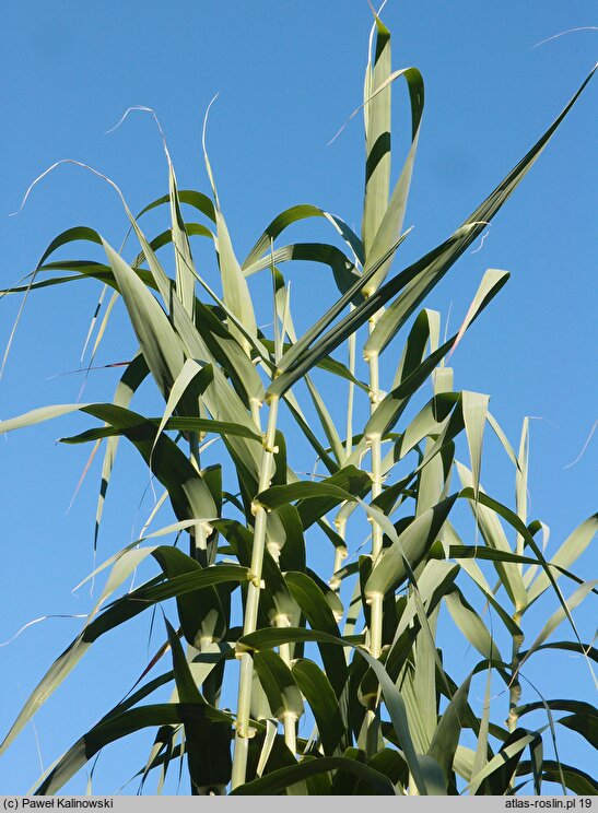 Arundo donax (lasecznica trzcinowata)