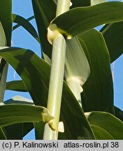 Arundo donax (lasecznica trzcinowata)