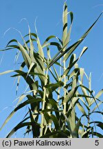 Arundo donax (lasecznica trzcinowata)