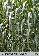 Arundo donax (lasecznica trzcinowata)