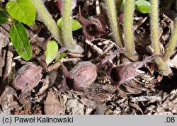 Asarum canadense (kopytnik kanadyjski)