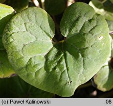 Asarum canadense (kopytnik kanadyjski)