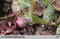 Asarum caudatum (kopytnik długopłatkowy)