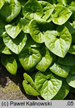 Asarum caudatum (kopytnik długopłatkowy)