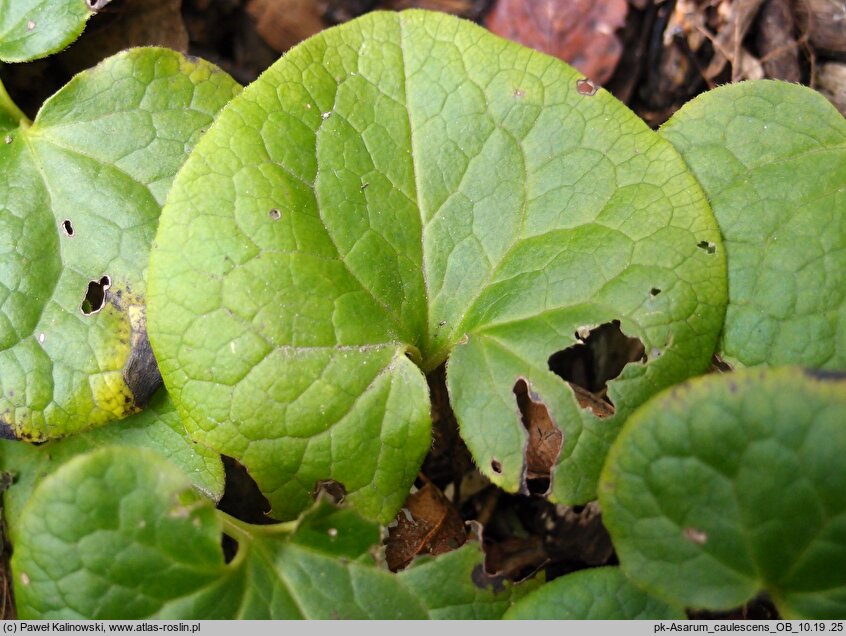 Asarum caulescens