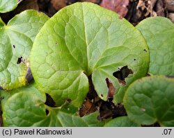 Asarum caulescens