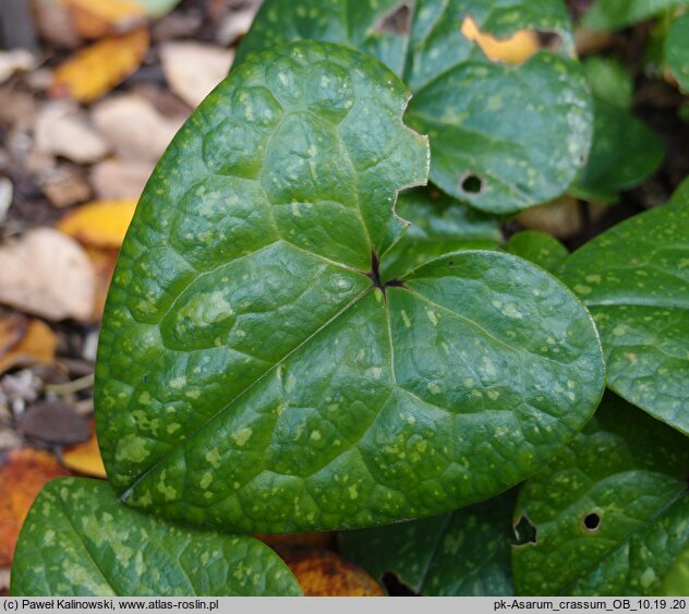 Asarum crassum