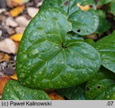 Asarum crassum