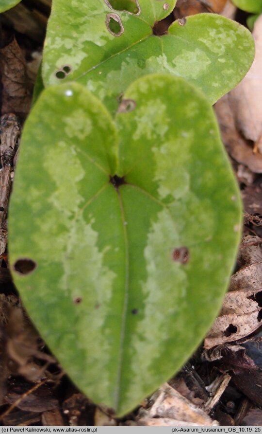 Asarum kiusianum